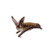 Attēlu rezultāti vaicājumam “Plecotus auritus”