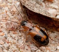 Attēlu rezultāti vaicājumam “Badister bullatus”