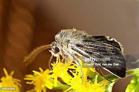 Attēlu rezultāti vaicājumam “Cerapteryx graminis”