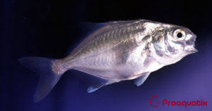 Image result for Trachinotus carolinus