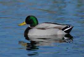 Attēlu rezultāti vaicājumam “Anas platyrhynchos male”