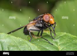 Attēlu rezultāti vaicājumam “Volucella pellucens”