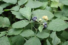 Attēlu rezultāti vaicājumam “Rubus caesius”