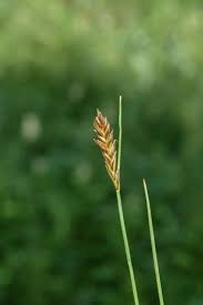 Attēlu rezultāti vaicājumam “Blysmus compressus”