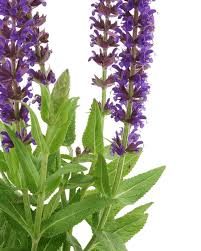 Attēlu rezultāti vaicājumam “Salvia nemorosa fruit”