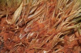 Attēlu rezultāti vaicājumam “Dicranum undulatum”