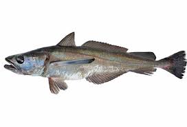 Image result for Merluccius merluccius