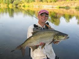 Image result for Aspius aspius