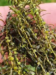 Attēlu rezultāti vaicājumam “Callitriche hermaphroditica leaf”