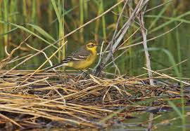 Attēlu rezultāti vaicājumam “Motacilla citreola male”