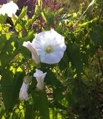 Attēlu rezultāti vaicājumam “Calystegia sepium flower”