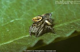 Attēlu rezultāti vaicājumam “Evarcha falcata male”