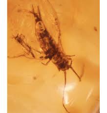 Attēlu rezultāti vaicājumam “Machilidae”