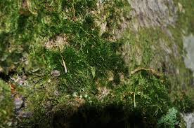 Attēlu rezultāti vaicājumam “Dicranum viride”