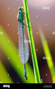 Attēlu rezultāti vaicājumam “Coenagrion armatum male”