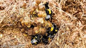 Image result for East Kilbride Wasps