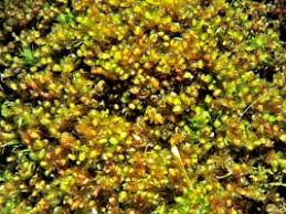 Attēlu rezultāti vaicājumam “Jungermannia leiantha”