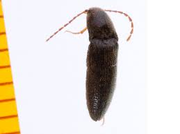 Attēlu rezultāti vaicājumam “Melanotus sp.”