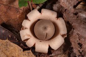 Attēlu rezultāti vaicājumam “Geastrum fimbriatum”