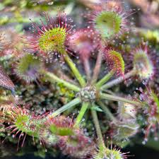 Image result for Drosera