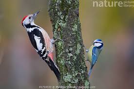 Attēlu rezultāti vaicājumam “Dendrocopos medius”