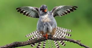 Image result for Falco vespertinus