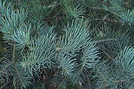 Attēlu rezultāti vaicājumam “Abies concolor”