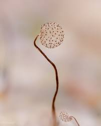 Attēlu rezultāti vaicājumam “Cribraria piriformis macro”