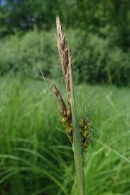 Attēlu rezultāti vaicājumam “Carex riparia”