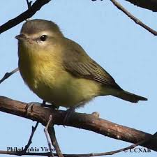 Image result for Vireo philadelphicus