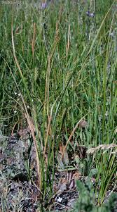 Attēlu rezultāti vaicājumam “Carex atherodes”