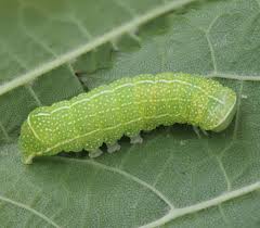 Attēlu rezultāti vaicājumam “Orthosia cerasi”