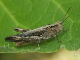 Attēlu rezultāti vaicājumam “Chortippus sp.”