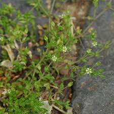 Attēlu rezultāti vaicājumam “Arenaria procera leaf”