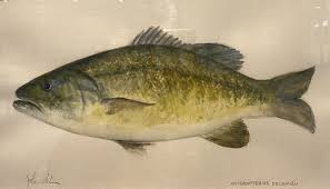 Image result for Micropterus dolomieu