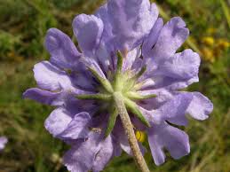 Image result for Scabiosa canescens