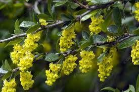 Attēlu rezultāti vaicājumam “Berberis vulgaris flower”
