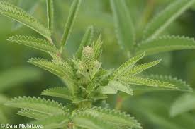 Attēlu rezultāti vaicājumam “Sanguisorba officinalis leaf”