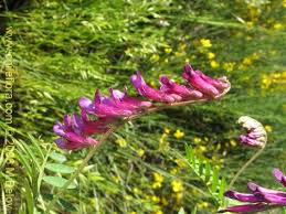 Attēlu rezultāti vaicājumam “Vicia”