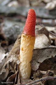 Attēlu rezultāti vaicājumam “Mutinus ravenelii”