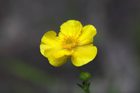 Attēlu rezultāti vaicājumam “Ranunculus lingua flower”