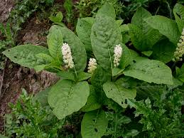 Attēlu rezultāti vaicājumam “Phytolaccaceae”
