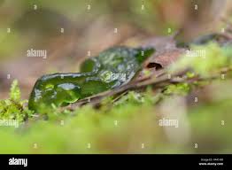 Attēlu rezultāti vaicājumam “Nostoc pruniforme macro”