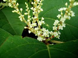 Attēlu rezultāti vaicājumam “Reynoutria japonica flower”