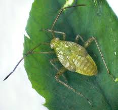Attēlu rezultāti vaicājumam “Adelphocoris lineolatus imago”
