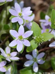 Attēlu rezultāti vaicājumam “Hepatica nobilis leaf”
