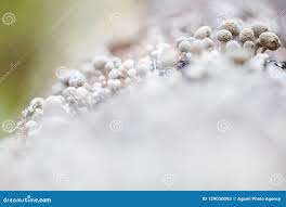 Attēlu rezultāti vaicājumam “Phleogena faginea stalked”