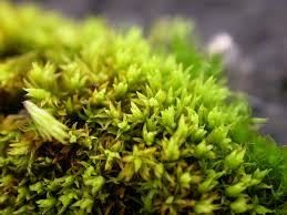 Attēlu rezultāti vaicājumam “Tortella inclinata”