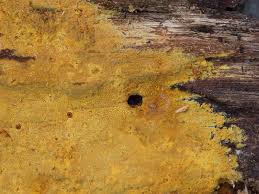 Attēlu rezultāti vaicājumam “Crustoderma dryinum”