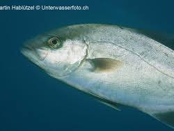 Image result for Seriola rivoliana